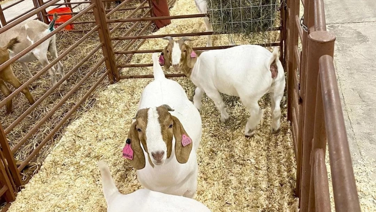 boer-goat